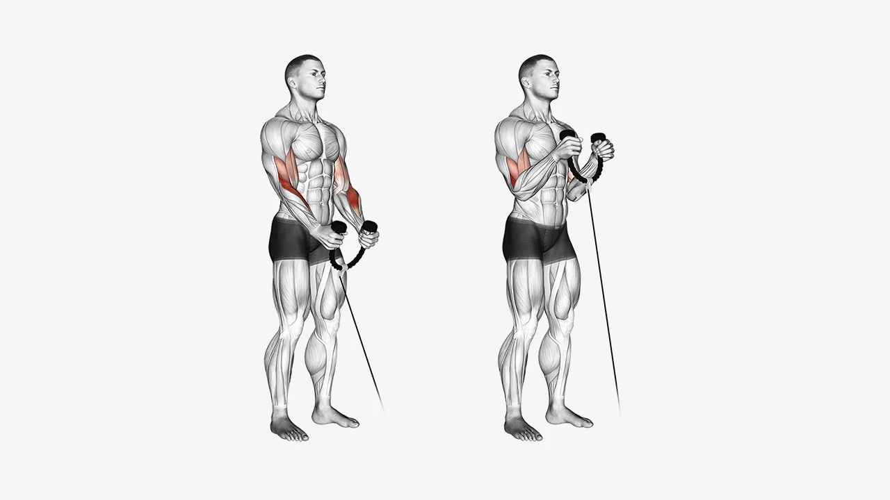 Рукоятка гибкая (КАНАТ) ДЛЯ ТРИЦЕПСА